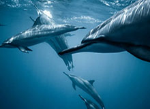 KaiyunAPP：让效率与自由同行的云端伴侣